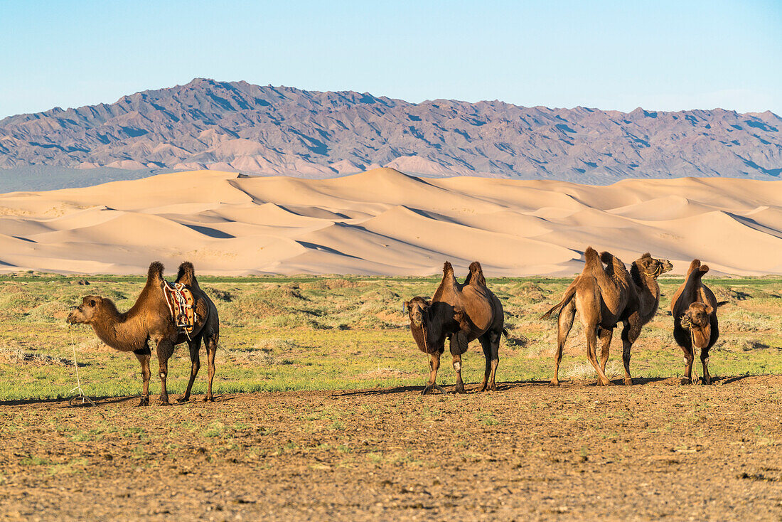 Camels and sand dunes of Gobi desert in the background, Sevrei district, South Gobi province, Mongolia, Central Asia, Asia