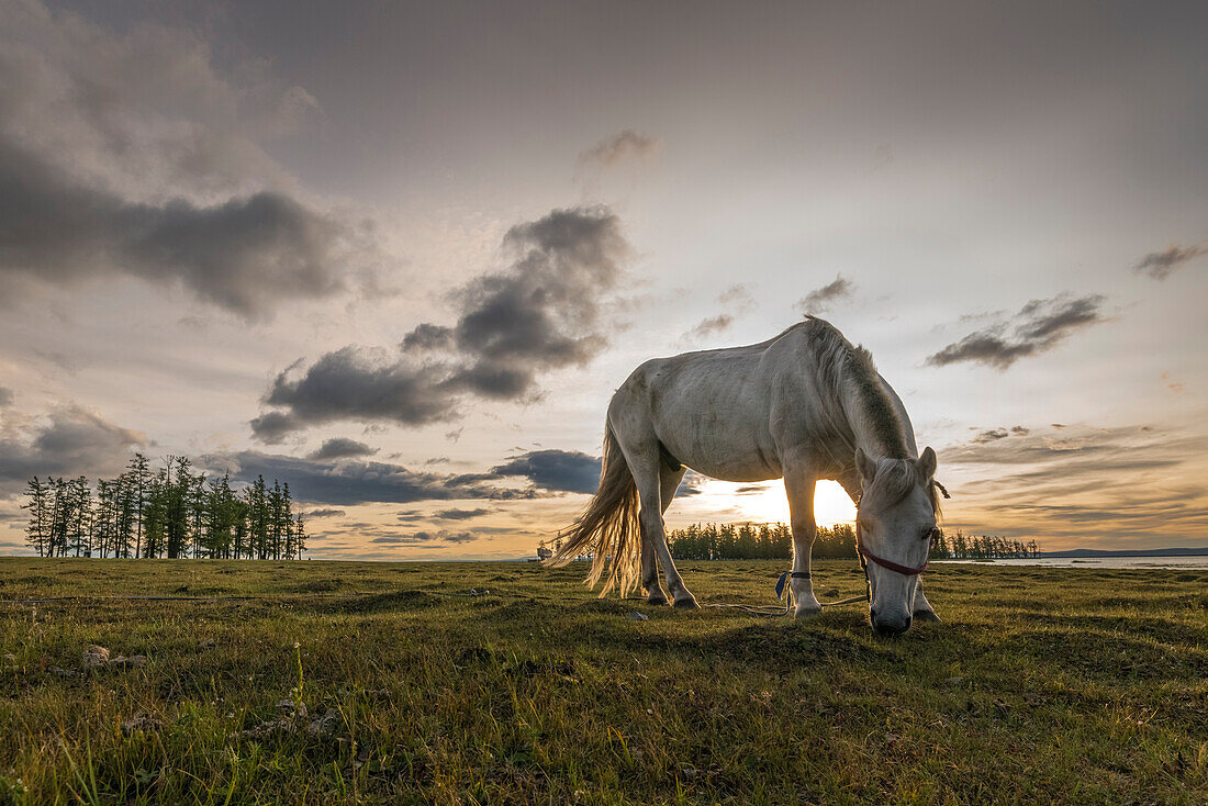 Horse grazing on the shores of Hovsgol Lake at sunset, Hovsgol province, Mongolia, Central Asia, Asia