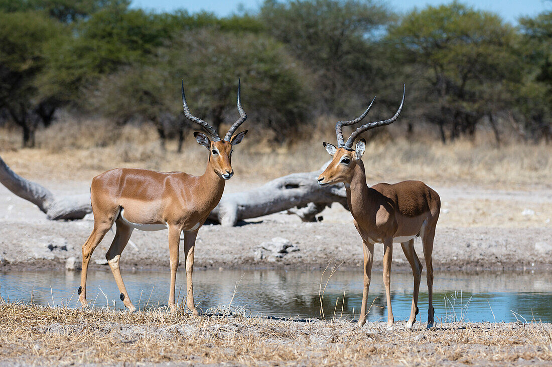 Two male impalas (Aepyceros melampus) at waterhole, Botswana, Africa