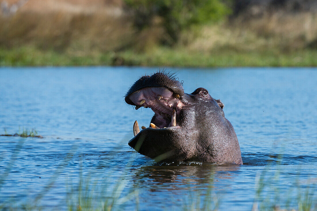 Hippopotamus (Hippopotamus amphibius), Khwai Conservation Area, Okavango Delta, Botswana, Africa