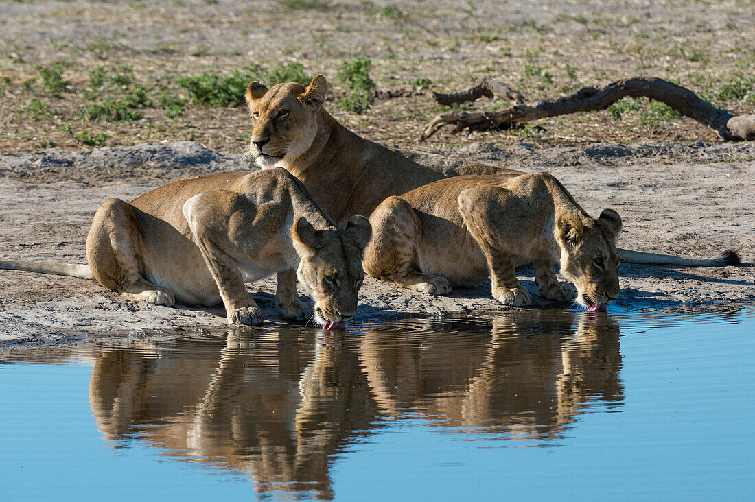 Three lionesses (Panthera leo) at waterhole, Botswana, Africa