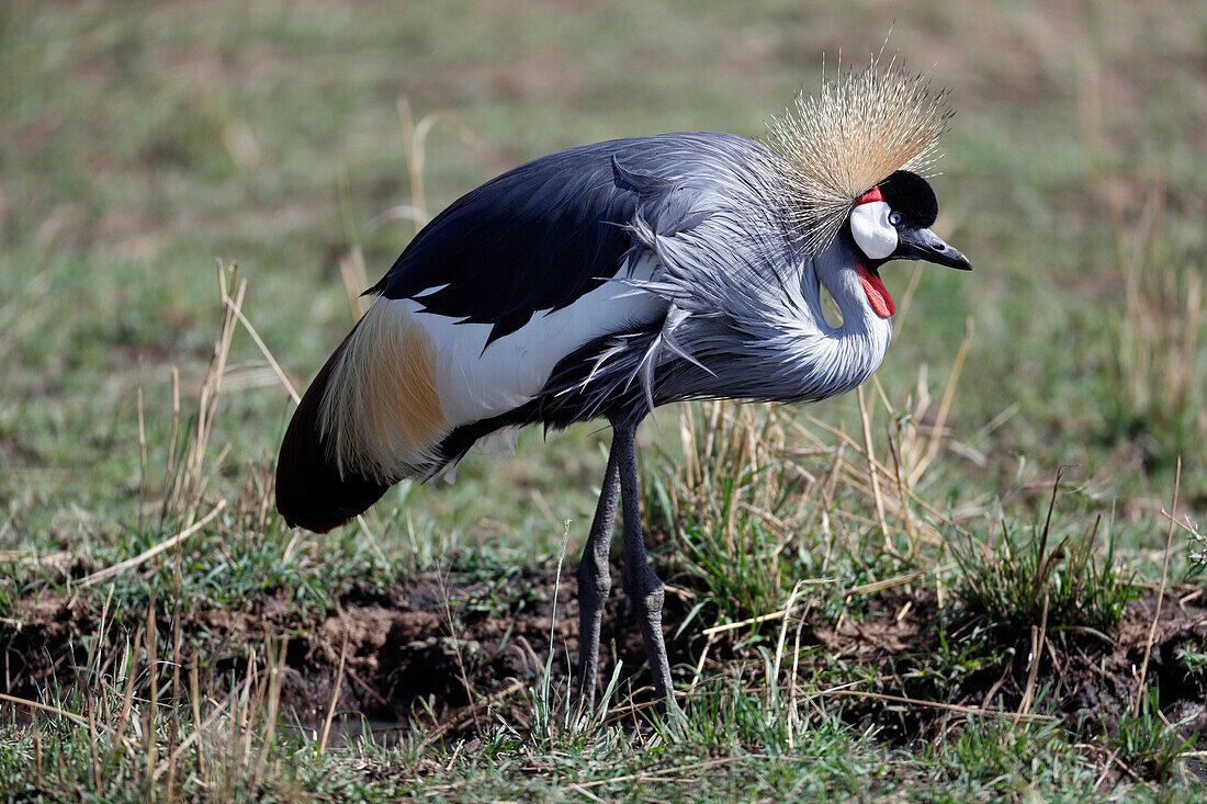 Grey crowned crane (Balearica regulorum), Masai Mara Game Reserve, Kenya, East Africa, Africa