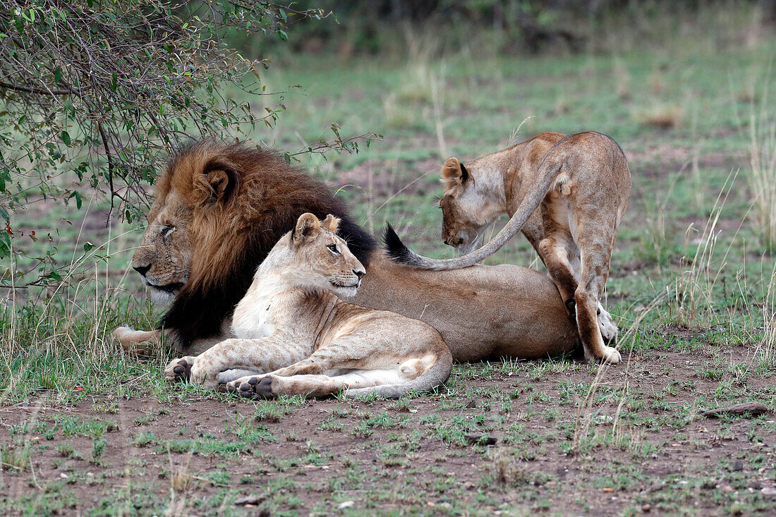 Lion and lioness (Panthera leo) in savanna, Masai Mara Game Reserve, Kenya, East Africa, Africa