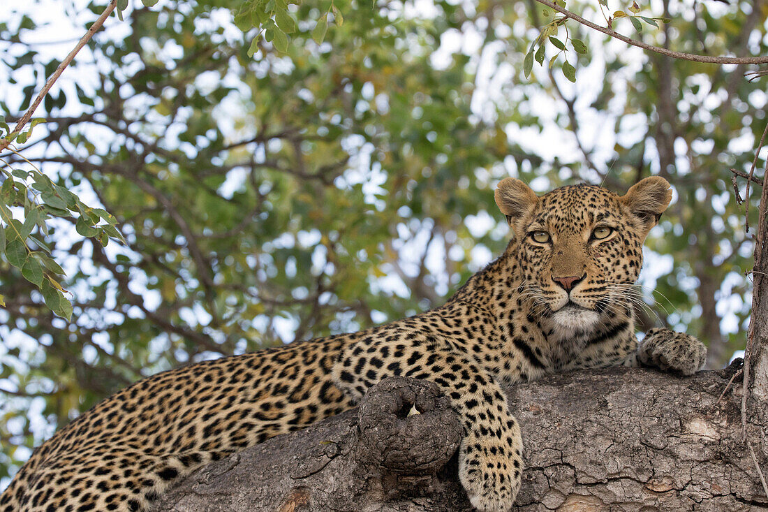 Leopard (Panthera pardus) on a branch of a tree, Kruger National Park, South Africa, Africa