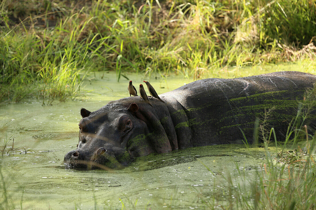 Hippopotamus immersed in water, Kruger National Park, South Africa, Africa