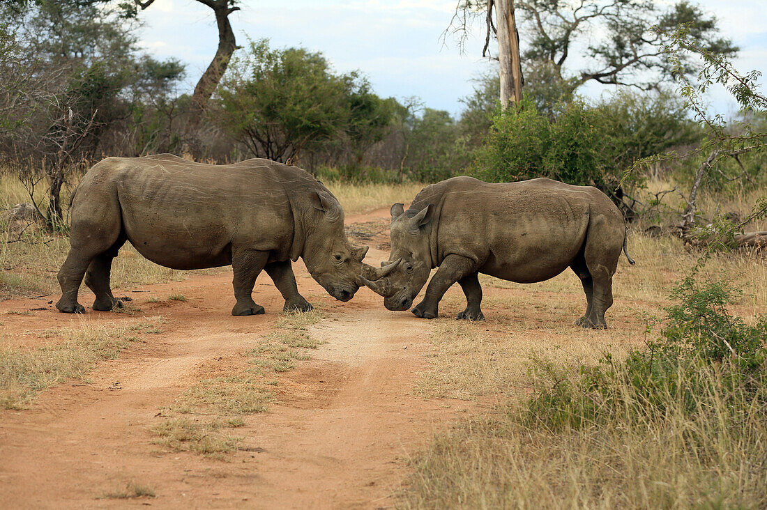 White rhinoceros (Ceratotherium simum) pair, Kruger National Park, South Africa, Africa