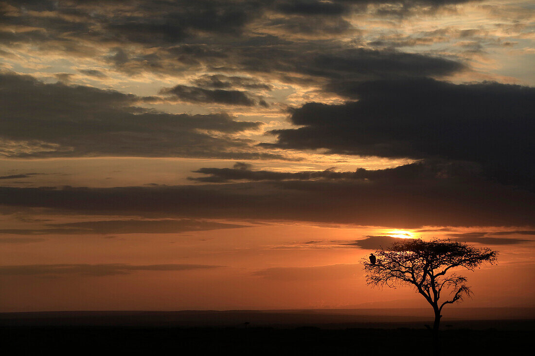 Silhouette of a tree at sunrise, Masai Mara Game Reserve, Kenya, East Africa, Africa