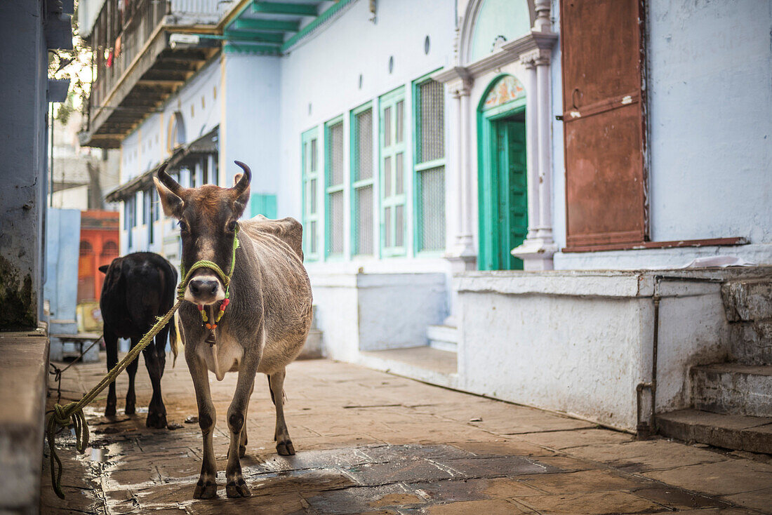 Cow on the streets of Varanasi, Uttar Pradesh, India, Asia