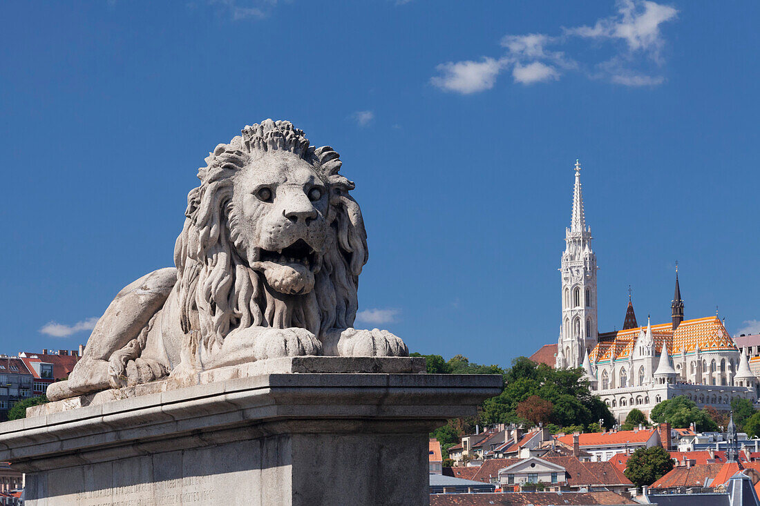 Lion statue on Chain Bridge, Matthias Church on Castle Hill, UNESCO World Heritage Site, Budapest, Hungary, Europe