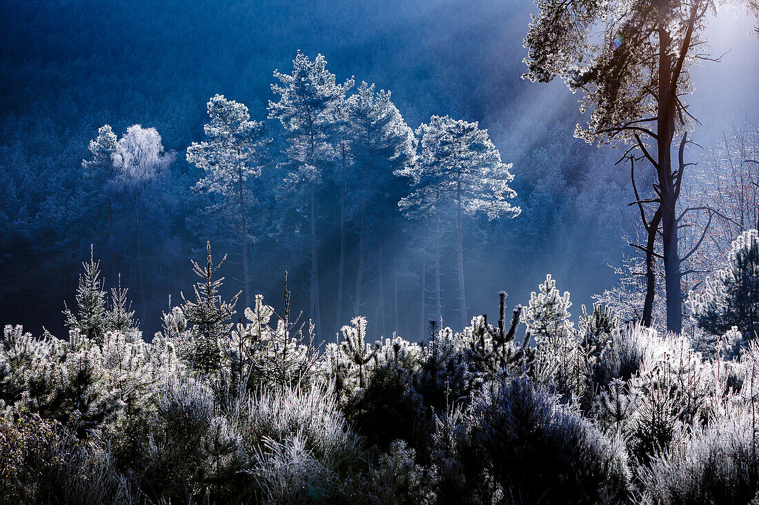 Frost covered trees in the forest in the commune of Baerenthal, in the Moselle region, France, Europe