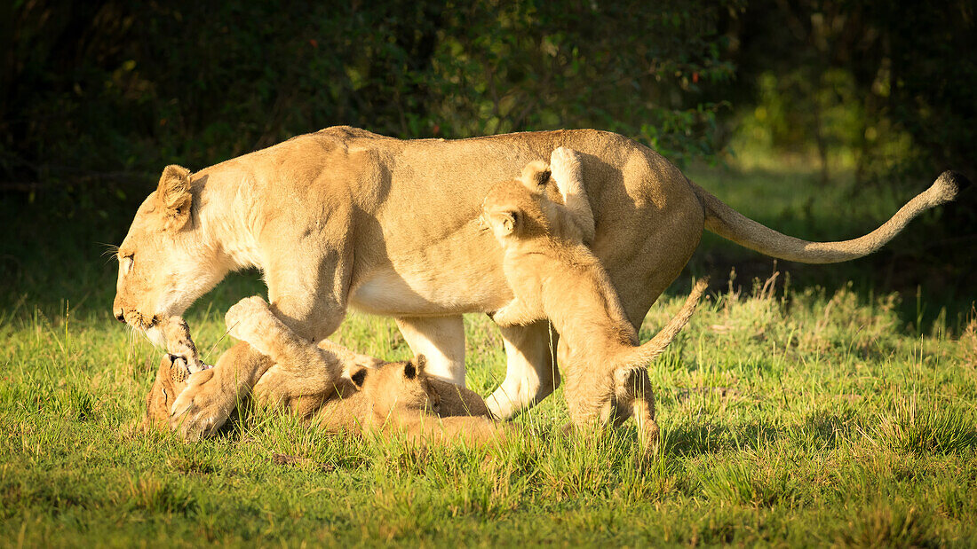 Young lion cubs playing with lioness, Masai Mara, Kenya, East Africa, Africa