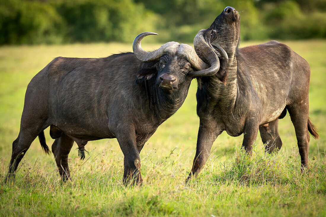 Buffalos fighting, Masai Mara, Kenya, East Africa, Africa