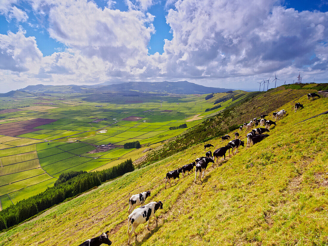 Cows on the slope of Serra do Cume, Terceira Island, Azores, Portugal, Atlantic, Europe