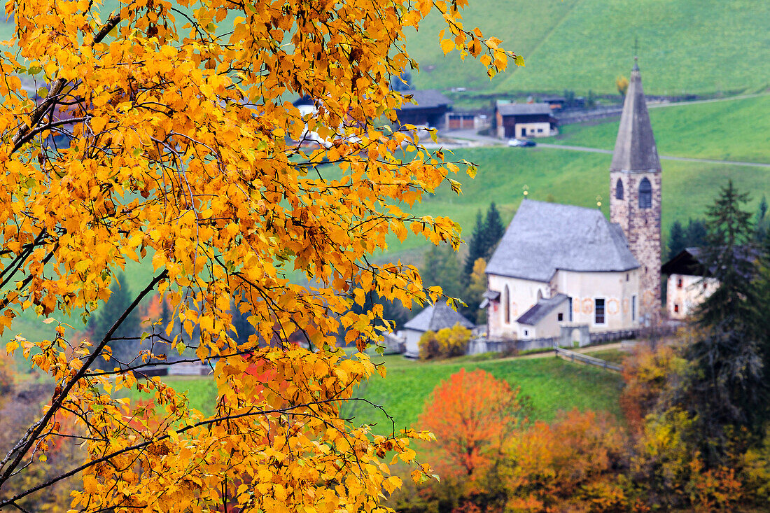 Tree with yellow leaves with the church of Santa Magdalena in the background, Funes Valley, Sudtirol (South Tyrol), Dolomites, Italy, Europe