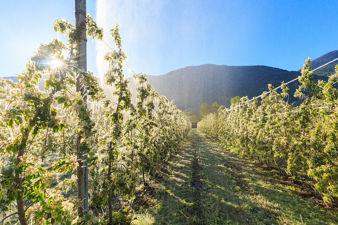 Ice on apple plants during the cold spring days, Valtellina, Lombardy, Italy, Europe