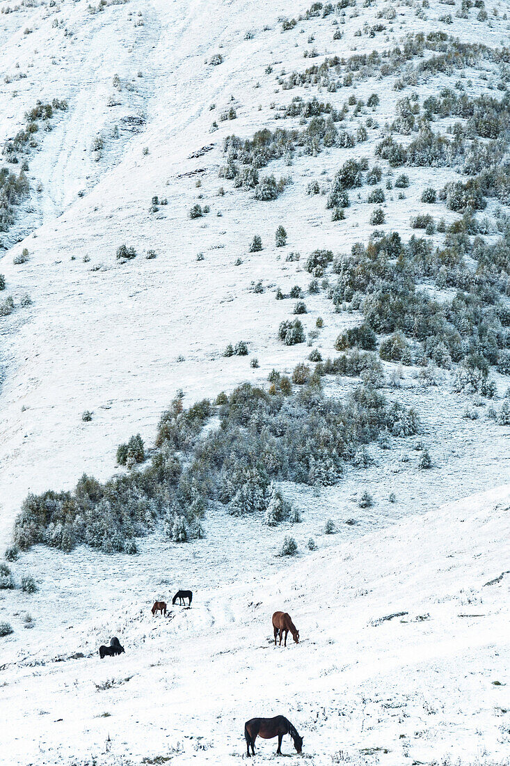 Wild horses grazing in the snow at 2200m above Kazbegi, at dawn near Mount Kazbek, Georgia, Central Asia, Asia