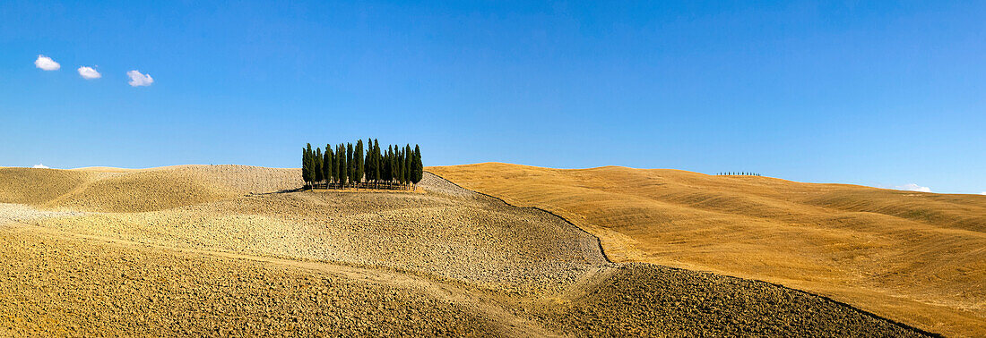 Panorama of group of Cypress trees in the landscape, Val d'Orcia, UNESCO World Heritage Site, Tuscany, Italy, Europe