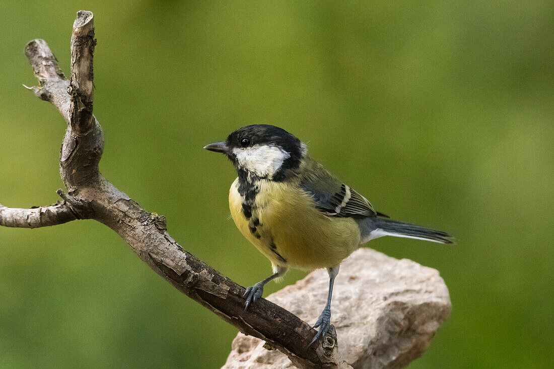 A great tit (Parus major) perching on a tree branch, Slovenia, Europe