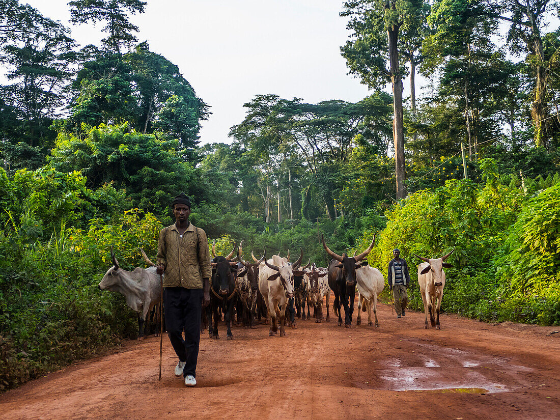 Local cow herd deep in the jungle, Cameroon, Africa