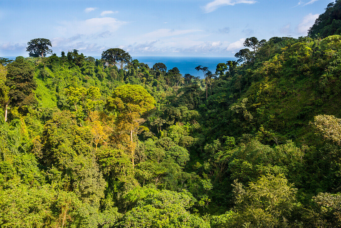 Jungle on the island of Bioko, Equatorial Guinea, Africa