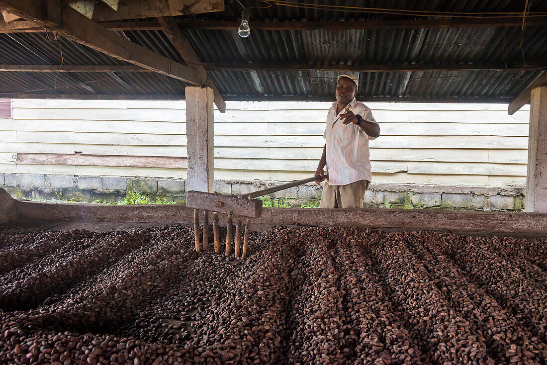 Roasting coca beans in a Cocoa factory, Batete, Bioko, Equatorial Guinea, Africa