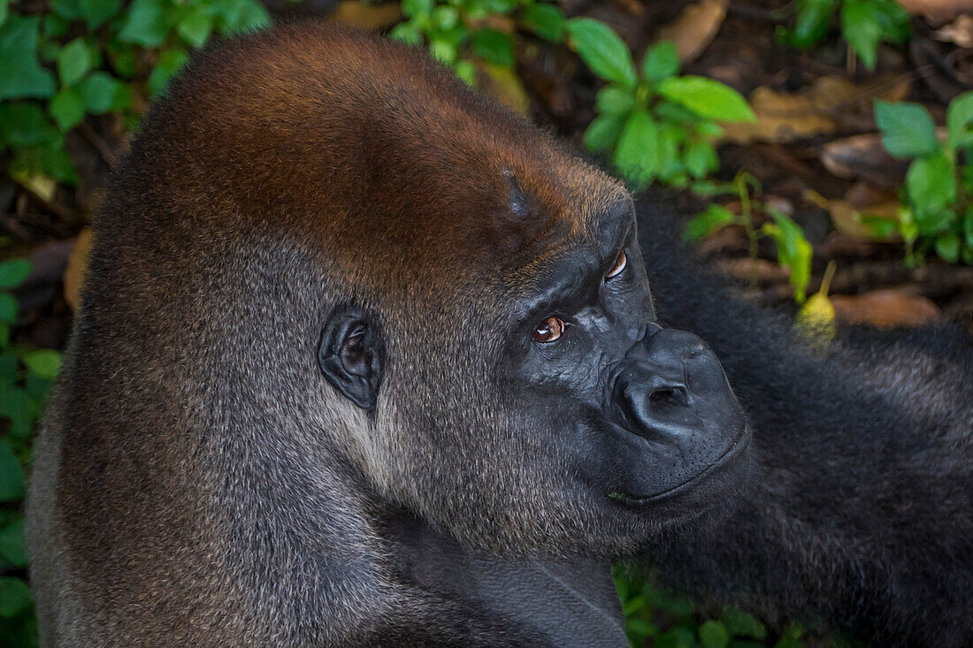 Western lowland gorilla (Gorilla gorilla gorilla), Limbe wildlife centre, Cameroon, Africa