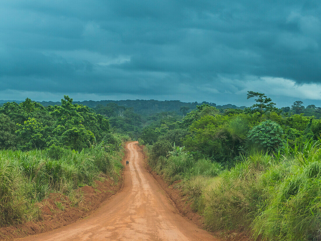Logging road deep in the jungle of Cameroon, Africa