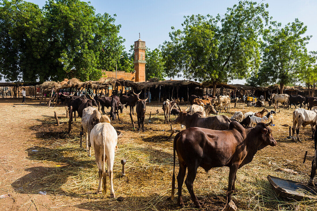 Animal market in Niamey, Niger, Africa