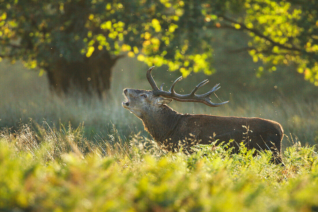 Red deer stag , Richmond Park, Greater London, England, United Kingdom, Europe