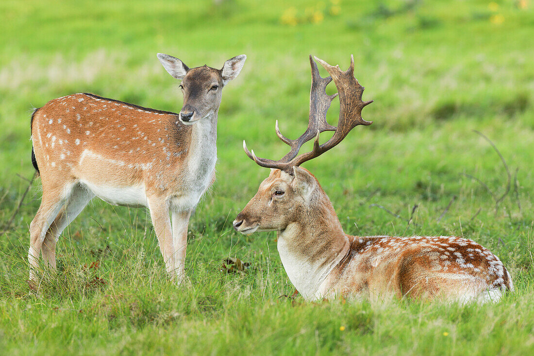 Fallow deer (Dama dama) in Richmond Park, Greater London, England, United Kingdom, Europe