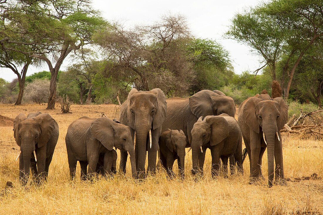 A family of elephants (Loxondonta africana) with their young standing together in Tarangire National Park, Tanzania, East Africa, Africa