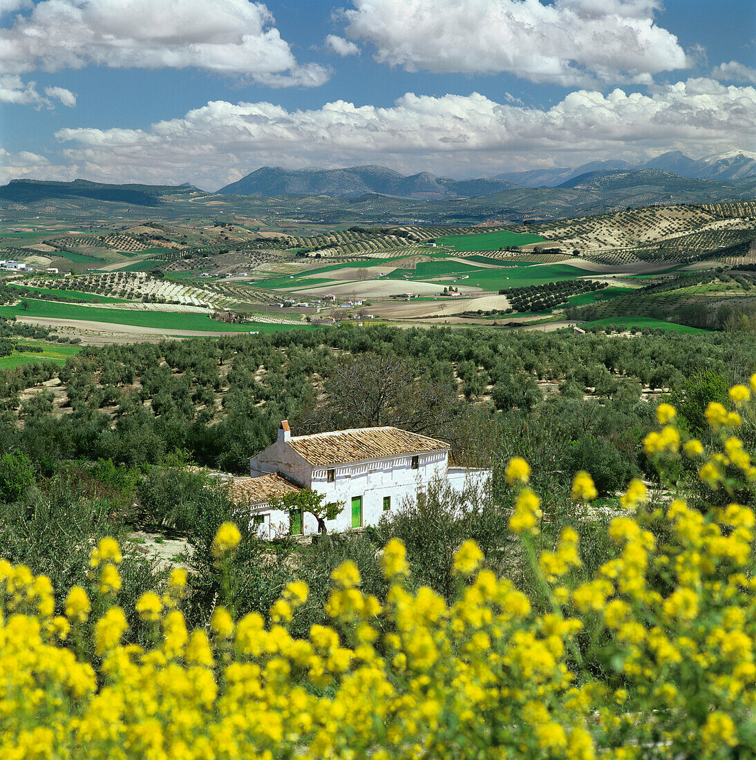 Andalucian landscape with white farmhouse and olive trees with mountains in distance, near Granada, Andalucia, Spain, Europe