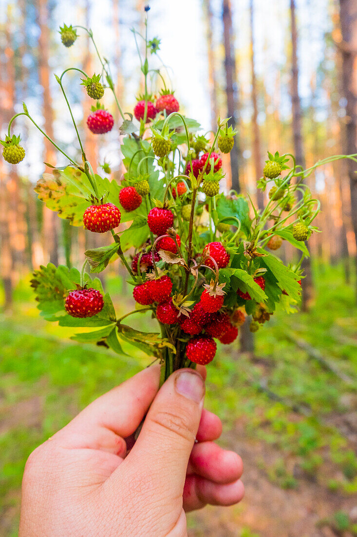 Eine Hand hält einen Strauß Erdbeeren im Wald