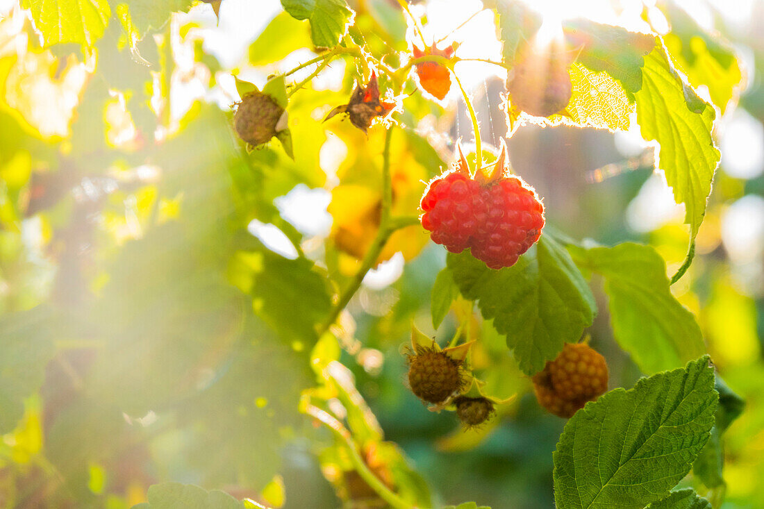 Close up of raspberries ripening