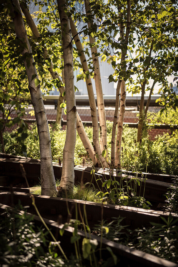 Detail von Birken Bäumen die über die Gleise wachsen, High Line Park, Manhattan, New York City, Vereinigte Staaten von Amerika, USA, Nordamerika