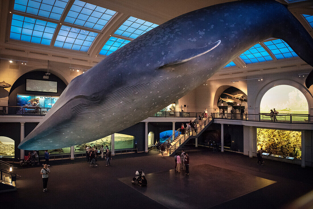 museum of natural history whale