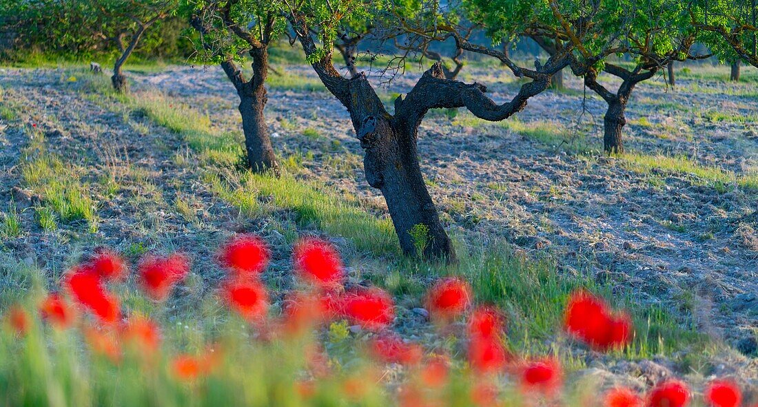 Poppies field and almond trees, Terres de l'Ebre, Tarragona, Catalunya, Spain.