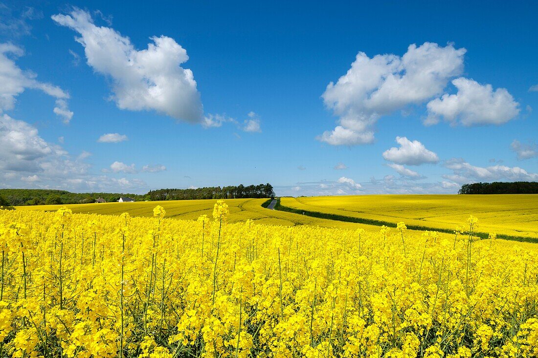 Rapsfelder im Frühling, Montrésor, Indre-et-Loire, Frankreich