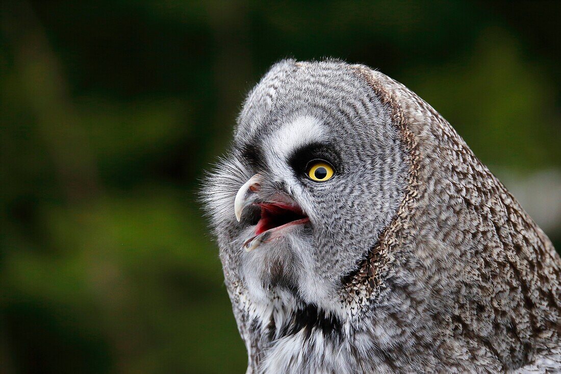 Great Grey Owl Strix nebulosa Stockholn Sweden