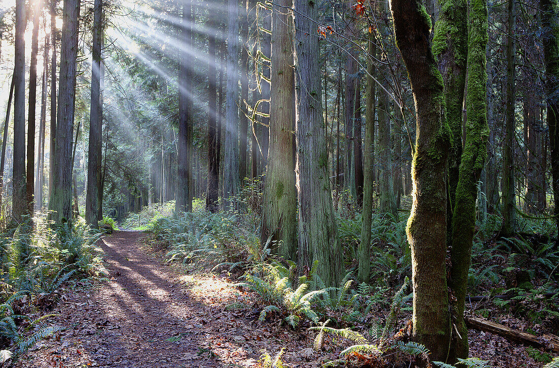 Beams of light cast light and shadows along a hiking trail in the Hansville, Washington, Greenway trail system.