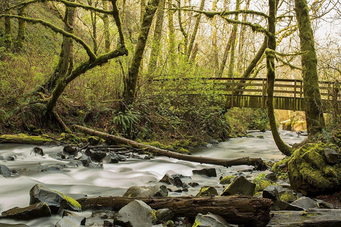 Moss-covered trees frame a wooden foot bridge over a river rapid in the Pacific Northwest.