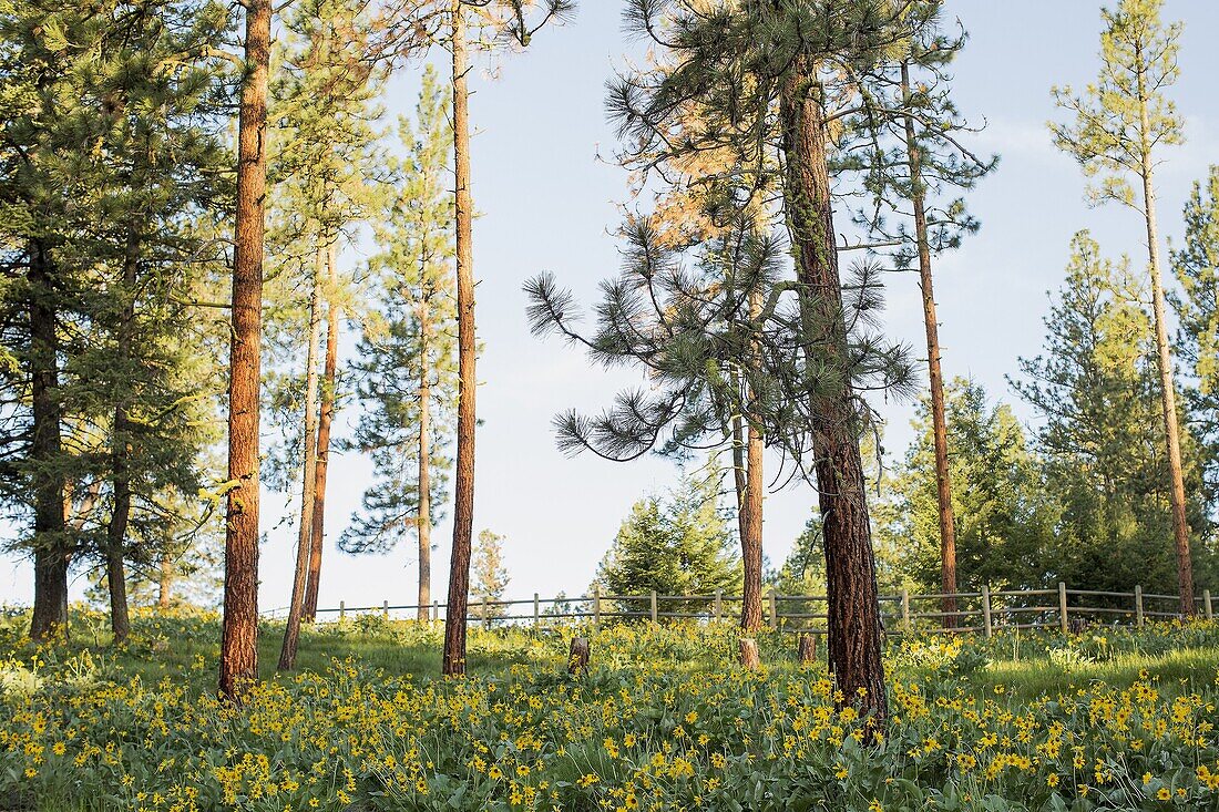 Wild flowers in early morning light in western Montana.