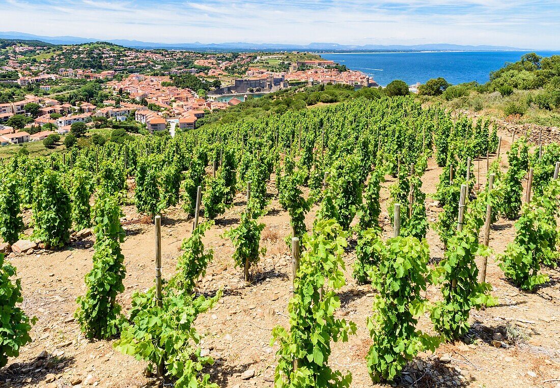 Vineyard grape vines overlooking the town of Collioure, Côte Vermeille, Céret, Pyrénées-Orientales, Occitanie, France.