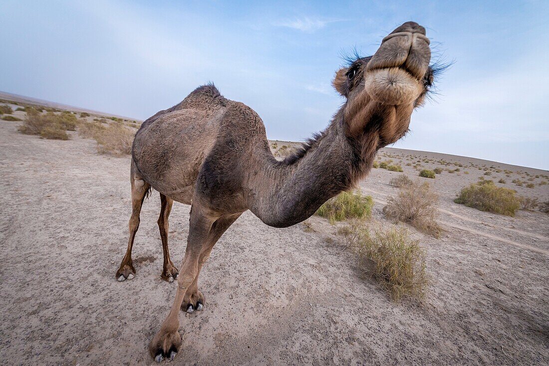 Dromedary camel (Camelus dromedarius) on Maranjab Desert located in Aran va bidgol County in Iran.