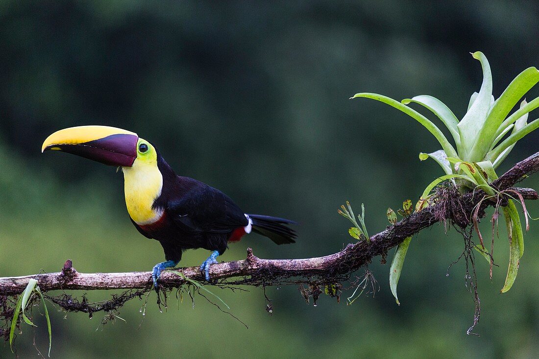 Chestnut-Mandibled toucan, Ramphastos ambiguus swainsonii, sitting in a tree at Laguna del Lagarto, Boca Tapada, san Carlos, Costa Rica.