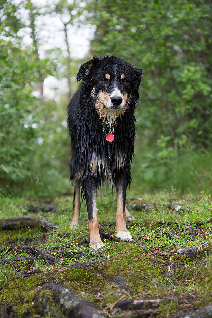Wet Black Dog on Grassy Path