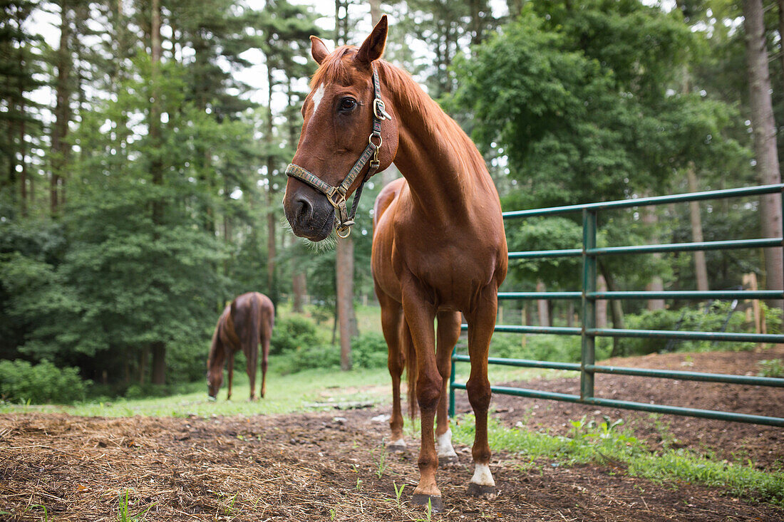 Saddle-bred Brown Horse in Foreground, Grazing Brown Horse in Background
