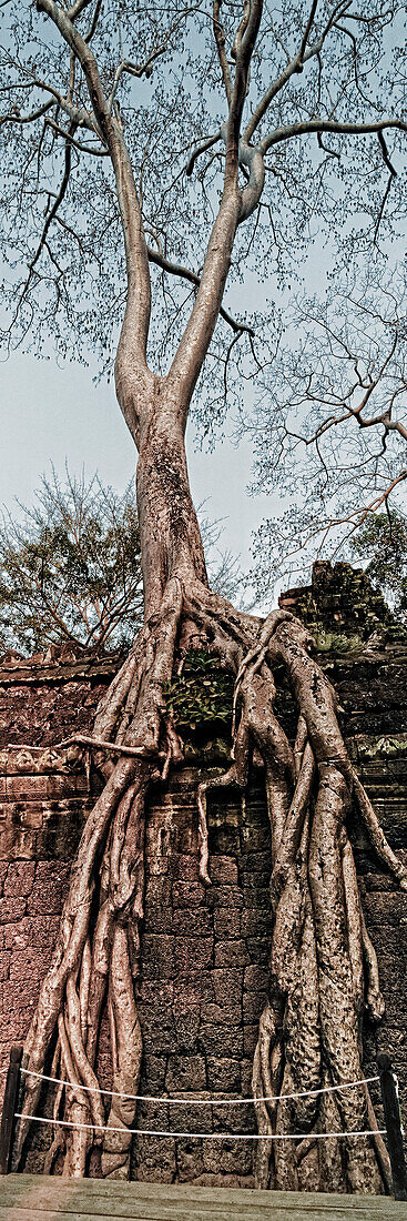 Giant fig tree  Ta Phrom temple at Angkor Wat , Cambodia, Asia