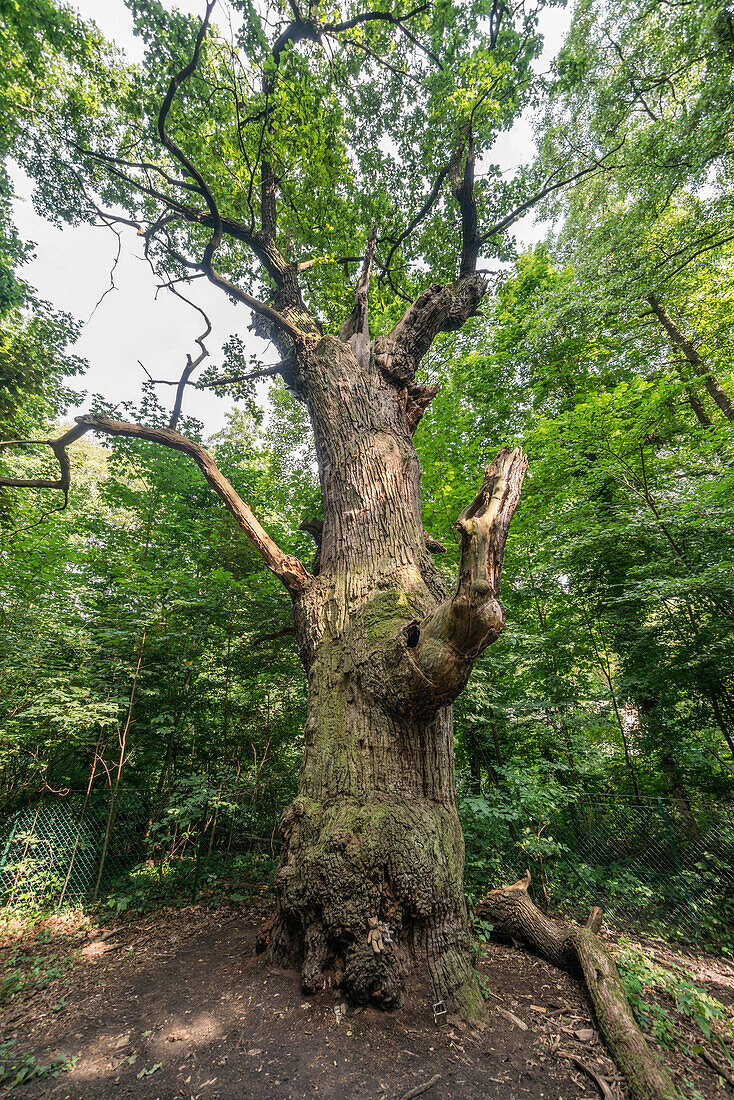 Dicke Marie, aeltester Baum von Berlin, ca. 500 bsi 700 Jahre alt, Durchmnesser 665 cm, Hoehe 26 Meter,  Querus robur , Stieleiche, Tegeler See, Berlin