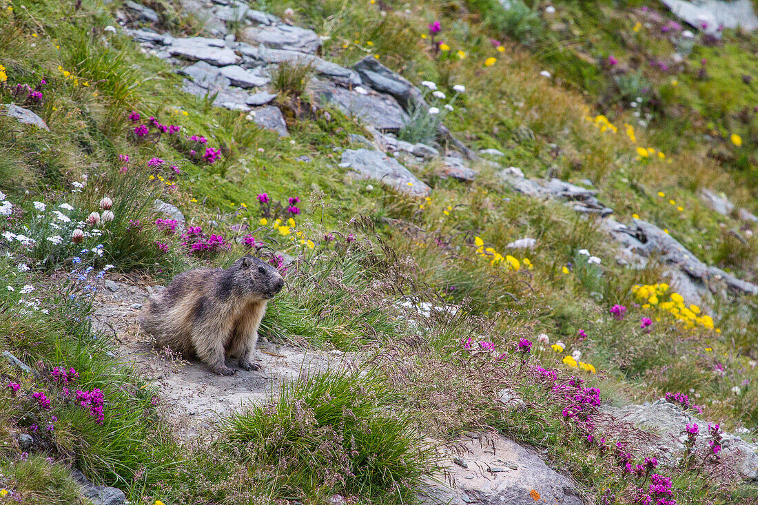 Murmeltier in den Alpen, Österreich, Europa